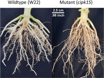 root comparison.jpg?itok=E0UGW4ty